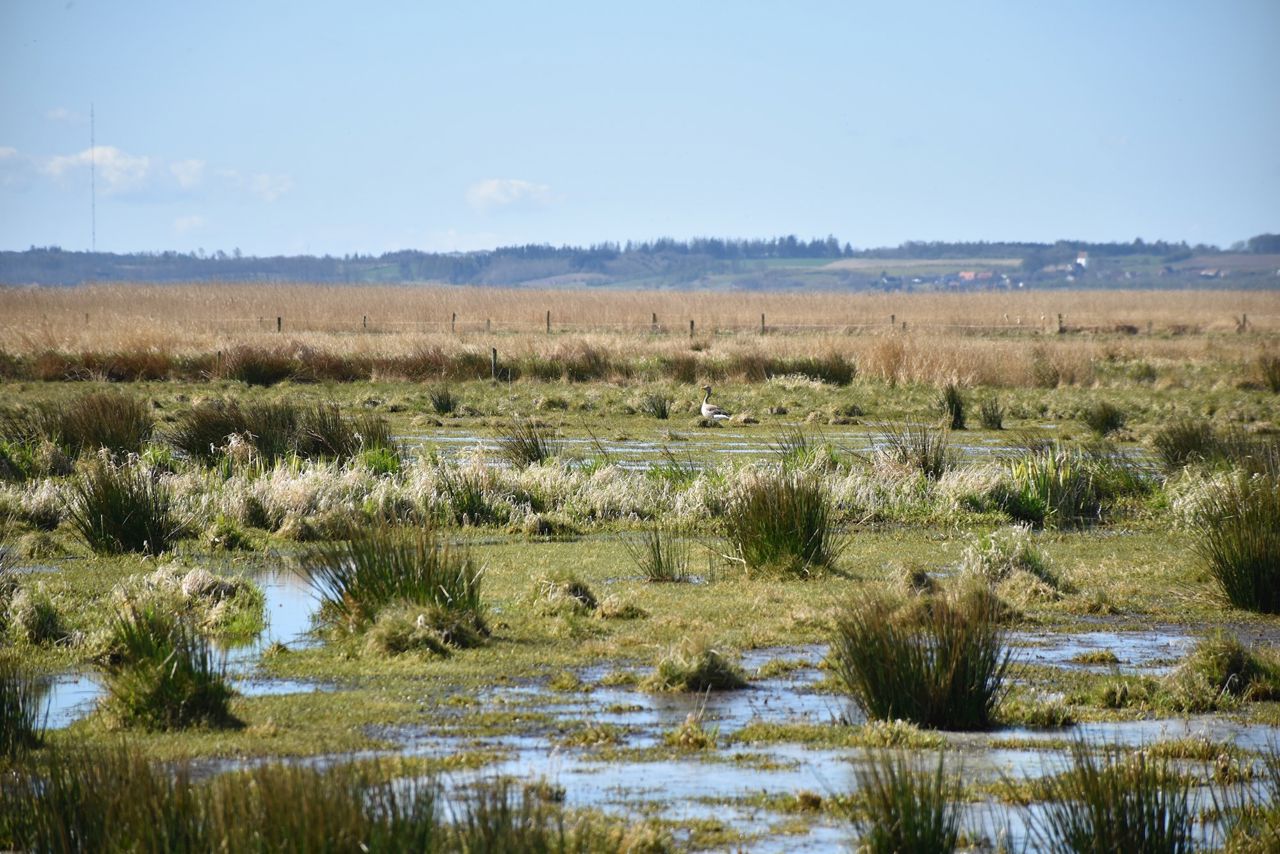 Rind Enge med fugleliv