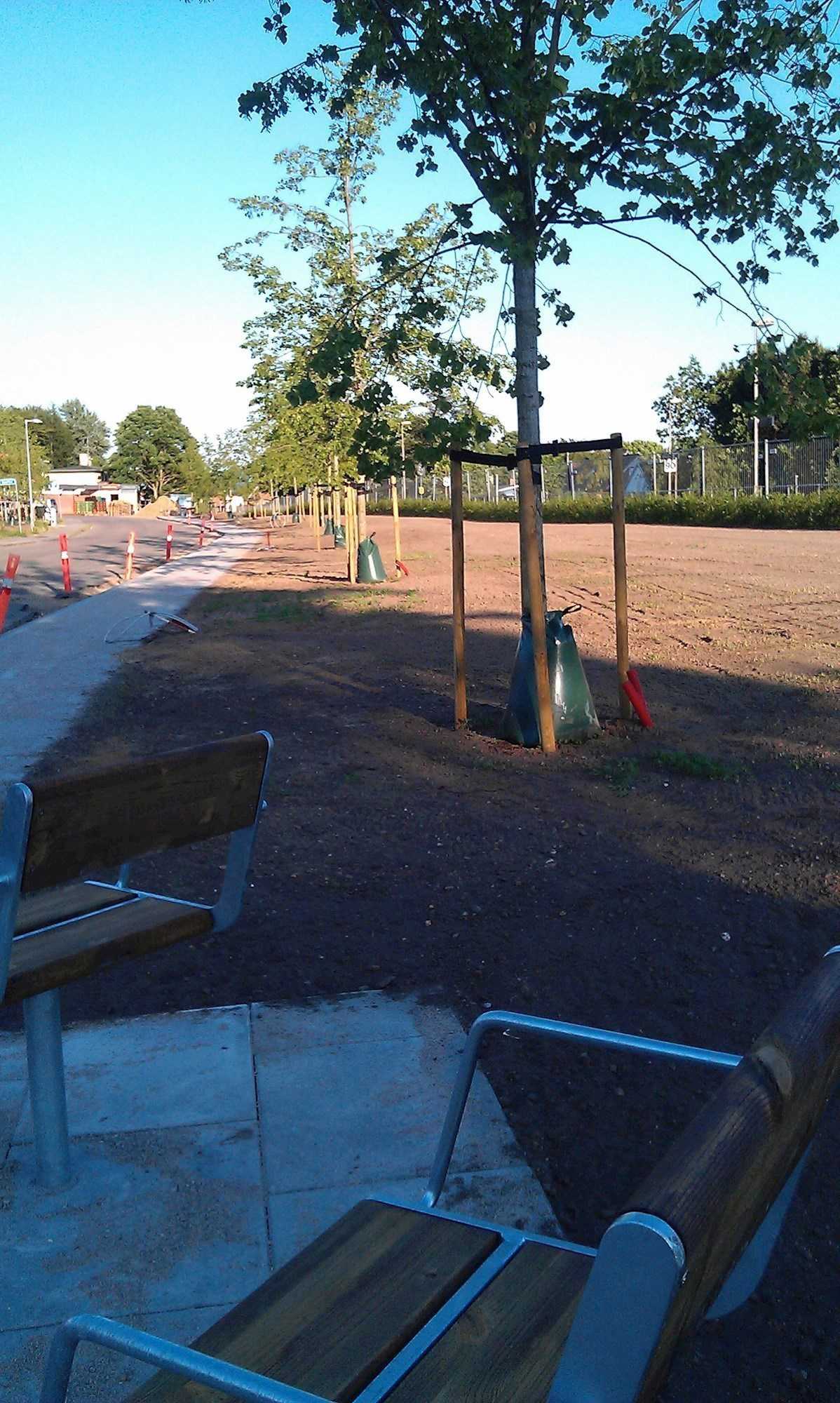 Nyplantede træer langs med en sti og en vej