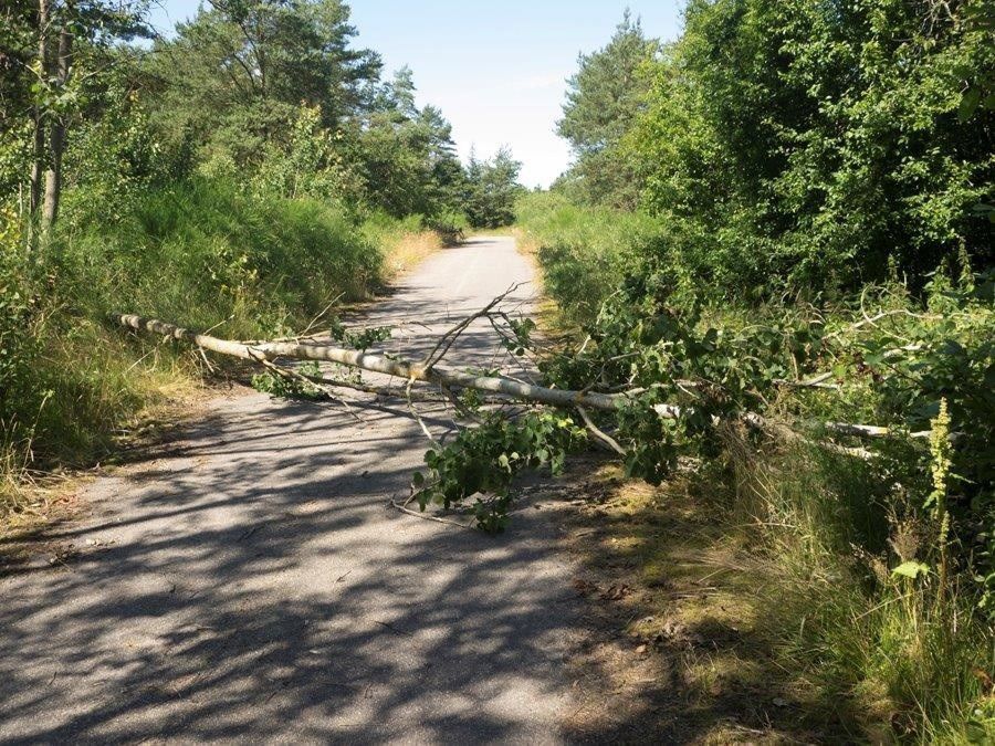 Træ der er væltet hen over en sti