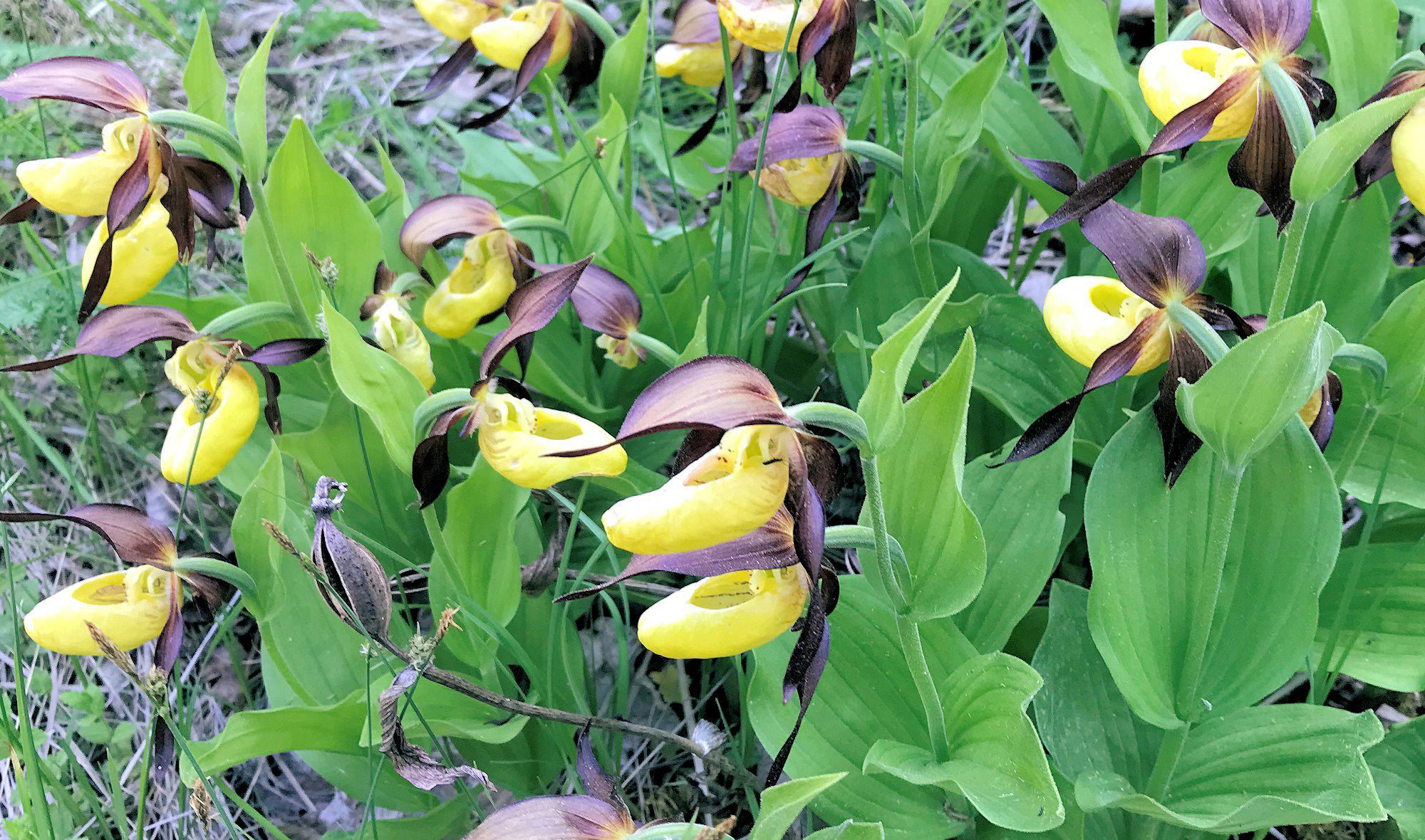 Planten Fruesko